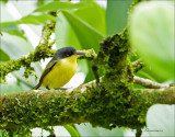 Common Tody-flycatcher - Geelbuikschoffelsnavel- Todirostrum cinereum