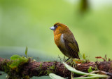 Prong - billed Barbet - Tandsnavelbaardvogel  - Semnornis frantzii