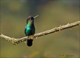 fiery throated Hummingbird - Irazukolibrie - Panterpe insignis