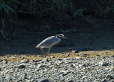 Yellow-crowned Night Heron - Geelkruinkwak - Nyctanassa violacea