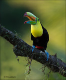 Keel-billed Toucan - Zwavelborsttoekan - Ramphastos sulfuratus