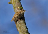 Short-toed Treecreeper - Boomkruiper - Certhia brachydactyla