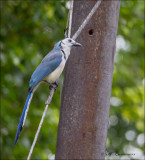 White-throated Magpie-Jay - Ekstergaai - Calocitta formosa