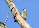 Green Woodpecker - Groene Specht - Picus viridis