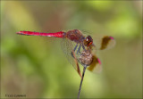 Banded darter - Bandheidelibel - Sympetrum pedemontanum