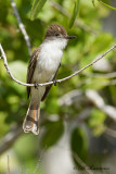 La Sagras Flycatcher - La Sagras tiran - Myiarchus sagrae