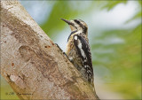 Birds Cuba
