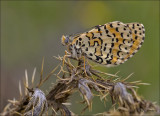 Tweekleurige parelmoervlinder - Melitaea didyma - Spotted Fritillary