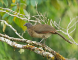 Gray-headed Chachalaca - Grijskopchachalaca - Ortalis cinereiceps