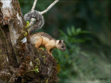 Variegated squirrel - Grote gevlekte boomeekhoorn - Sciurus variegatoides