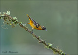 Baltimore Oriole - Baltimoretroepiaal - Icterus galbula