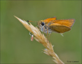 Essex Skipper - Zwartsprietdikkopje - Thymelicus lineola