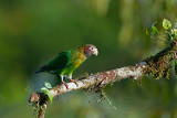 Brown-hooded Parrot - Roodoorpapegaai -  Pyrilia haematotis - Costa Rica