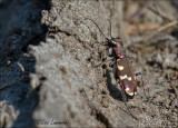 Northern Dune Tiger Beetle - Bastaardzandloopkever - Cicindela hybrida