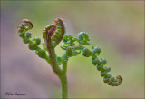 Bracken - Adelaarsvaren - Pteridium aquilinum