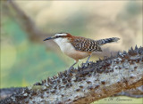 Rufous-naped Wren - Roodnekwinterkoning - Campylorhynchus rufinucha