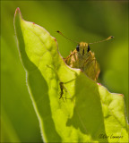 Large Skipper - Groot dikkopje - Ochlodes sylvanus