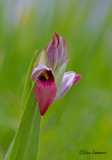 Tongue-orchid - Gewone tongorchis - Serapias lingua