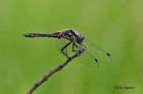 Black darter - Zwarte heidelibel - Sympetrum danae 