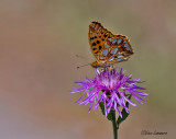 Queen of Spain Fritillary - Kleine parelmoervlinder -  Issoria lathonia