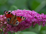 Peacock - Dagpauwoog - Aglais io