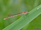 Common Winter Damselfly - Bruine winterjuffer - Sympecma fusca