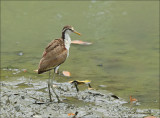 Northern Jacana ( juvenile ) - Jacana spinosa