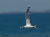 Royal Tern (nonbreeding) Koningsstern - Thalasseus maximus