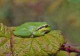  European Tree Frog - Europese boomkikker - Hyla arborea