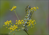Swallowtail - Koninginnenpage - Papilio machaon