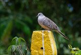 Inca Dove -  Incaduif - Columbina inca