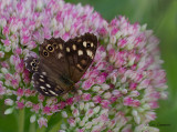 Speckled Wood - Bont zandoogje - Pararge aegeria