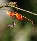 Volcano Hummingbird - Vulkaankolibrie - Selasphorus flammula
