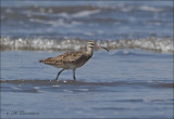 Whimbrel - Amerikaanse Regenwulp - Numenius phaeopus