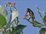 Purple Sunbird - Purperhoningzuiger - Cinnyris asiaticus