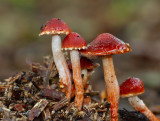 Redlead Roundhead - Oranjerode stropharia - Leratiomyces ceres