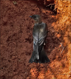 Southern Rough-Winged Swallow - Zuid-Amerikaanse ruwvleugelzwaluw