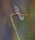 Red-veined darter - Zwervende heidelibel - Sympetrum fonscolombii