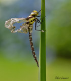 Southern Hawker - Blauwe glazenmaker - Aeshna cyanea