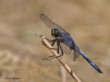 Black-tailed Skimmer - Gewone oeverlibel - Orthetrum cancellatrum