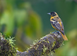 Baltimore Oriole -  Baltimoretroepiaal -  Icterus galbula