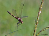 White-tailed Skimmer - Witpuntoeverlibel - Orthetrum albistylum