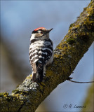  Lesser Spotted Woodpecker -  Kleine Bonte Specht - Dryobates minor