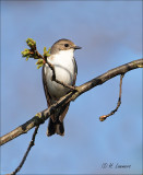 European Pied Flycatche - Bonte Vliegenvanger - Ficedula hypoleuca 