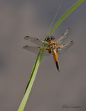 Four-spotted Chaser - Viervlek - Libellula quadrimaculata