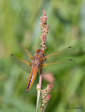 Scarce chaser - Bruine korenbout - Libellula fulva