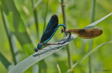 Beautiful Demoiselle - Bosbeekjuffer - Calopteryx virgo