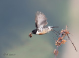 European stonechat - Roodborsttapuit - Saxicola rubicola