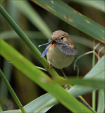 Eurasian reed warbler - Kleine Karekiet  - Acrocephalus scirpaceus (With banded demoiselle)