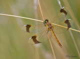 Dragonflies and damselflys - Libellen